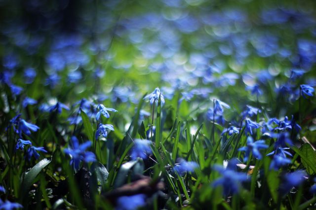 Close Up Photo of Blue Petaled Flower during Daytime - Download Free Stock Photos Pikwizard.com