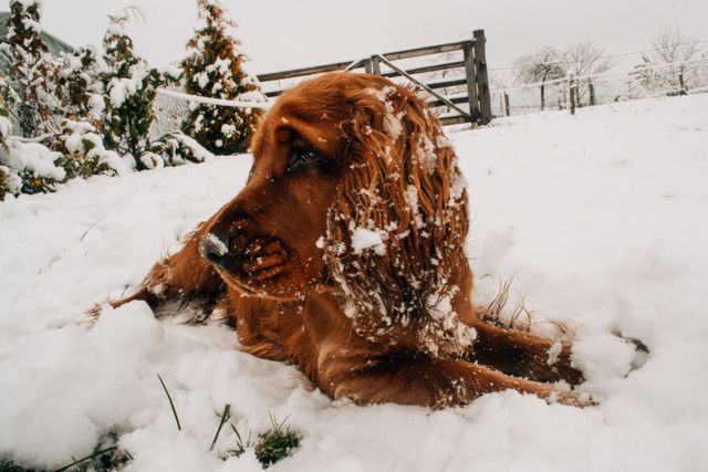 Close up cold dog freezing - Download Free Stock Photos Pikwizard.com