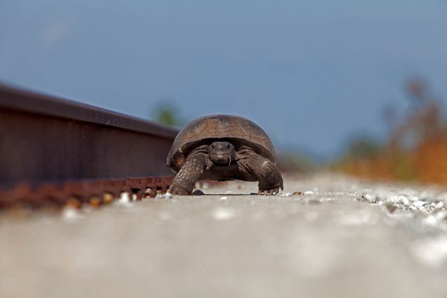A turtle lumbers along on the sand near railroad tracks at NASA's Kennedy Space Center in Florida. The center shares a border with the Merritt Island National Wildlife Refuge. More than 330 native and migratory bird species, 25 mammals, 117 fishes and 65 amphibians and reptiles call Kennedy and the wildlife refuge home.