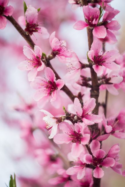 a pink flowering tree - Download Free Stock Photos Pikwizard.com