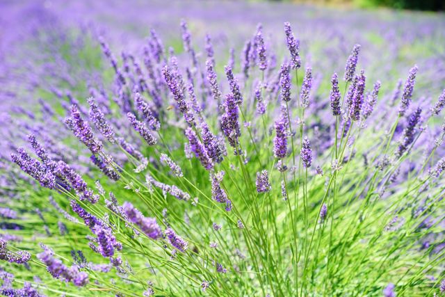 Close-up Photo of Lavender Growing on Field - Download Free Stock Photos Pikwizard.com