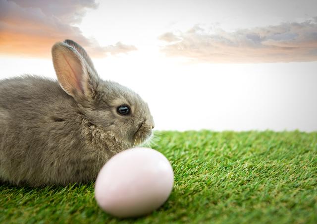Easter rabbit with egg in front of soft evening sky - Download Free Stock Photos Pikwizard.com