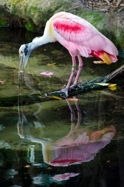 Pink Bird reflection in Water - Download Free Stock Photos Pikwizard.com