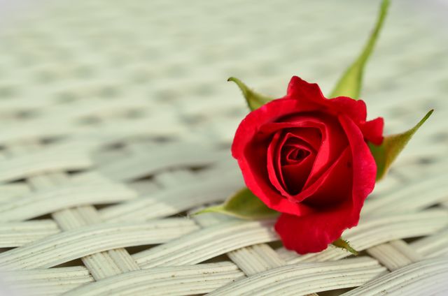 Red Rose on White Weaved Surface - Download Free Stock Photos Pikwizard.com
