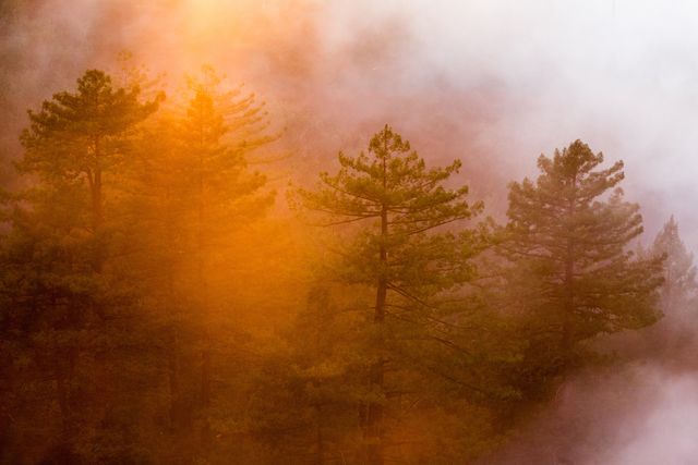 Pine Trees Fog Sunrise - Download Free Stock Photos Pikwizard.com