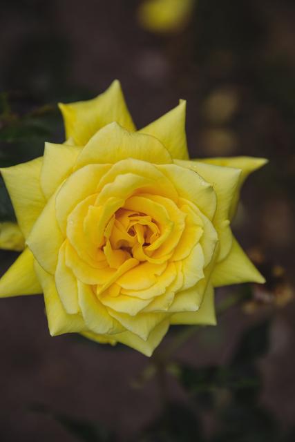 Close-up of yellow rose - Download Free Stock Photos Pikwizard.com