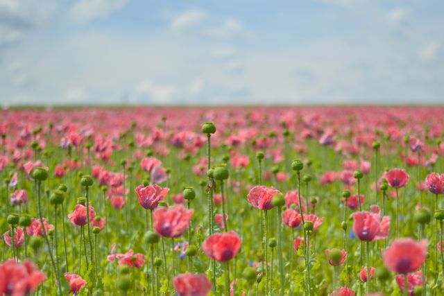 Bloom blossom field field of poppies - Download Free Stock Photos Pikwizard.com