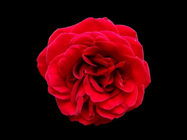 Black background flower red rose - Download Free Stock Photos Pikwizard.com
