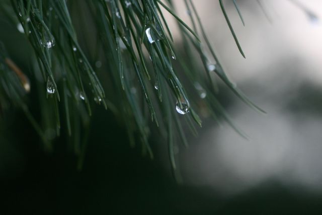 a pine tree with water droplets on it - Download Free Stock Photos Pikwizard.com