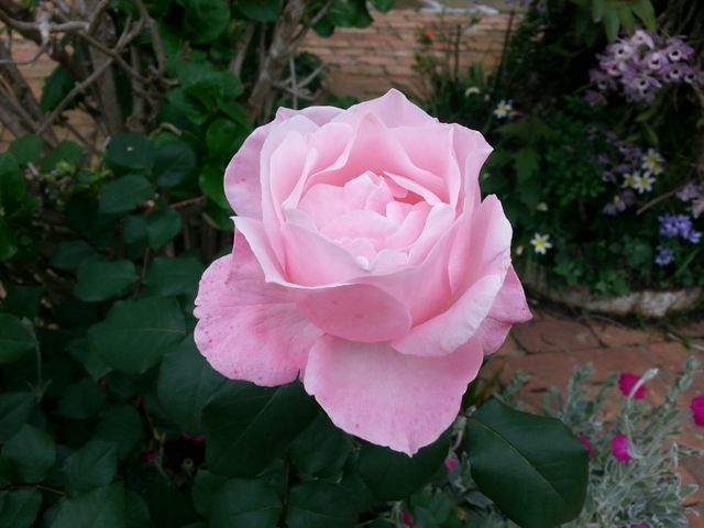 a pink rose in a garden - Download Free Stock Photos Pikwizard.com
