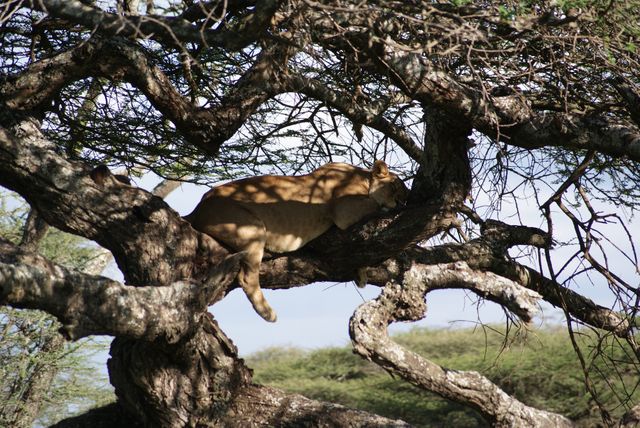 Africa lion sleep - Download Free Stock Photos Pikwizard.com