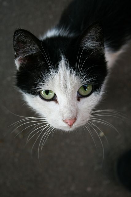 Close-up Portrait of Cat - Download Free Stock Photos Pikwizard.com