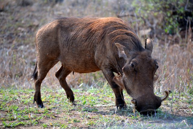 Kruger park south africa warthog - Download Free Stock Photos Pikwizard.com