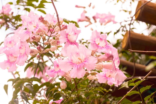 pink flowers - Download Free Stock Photos Pikwizard.com