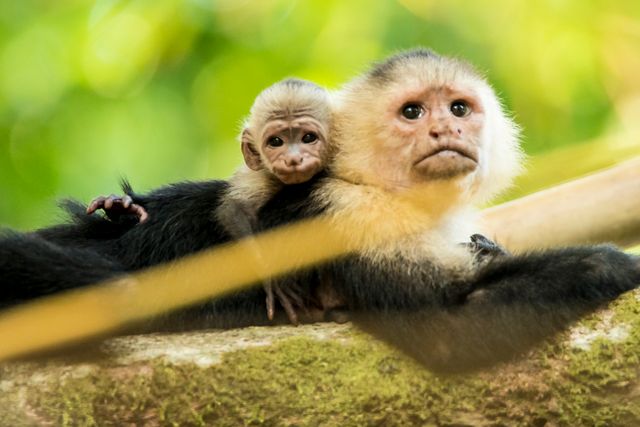Capuchin Monkey Primate - Download Free Stock Photos Pikwizard.com