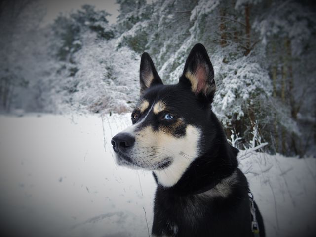 Black White and Tan Eas Siberian Laika Dog in Snow - Download Free Stock Photos Pikwizard.com