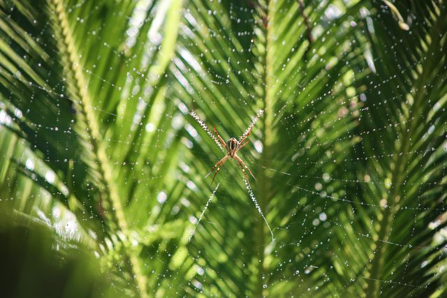 a spider on a palm tree - Download Free Stock Photos Pikwizard.com