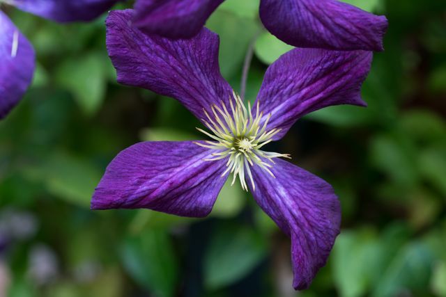 Purple Flower Herb - Download Free Stock Photos Pikwizard.com