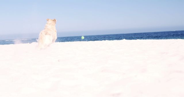 Cute white little dog running after ball at beach over blue sky and sea on sunny day. Vacation, free time and animals.