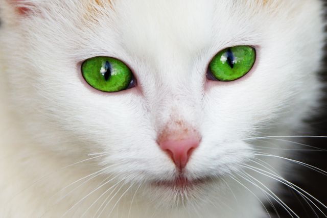 a white cat with green eyes - Download Free Stock Photos Pikwizard.com