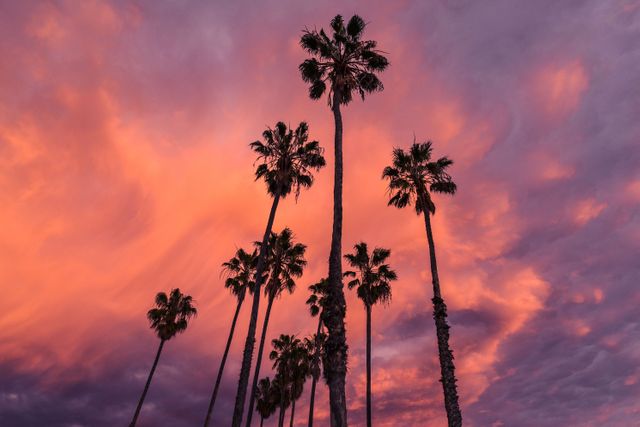 palm trees in front of a purple sky - Download Free Stock Photos Pikwizard.com