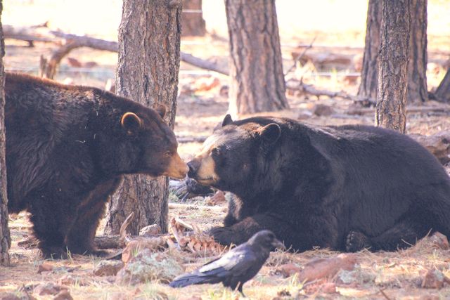 American black bear Bear Bison - Download Free Stock Photos Pikwizard.com