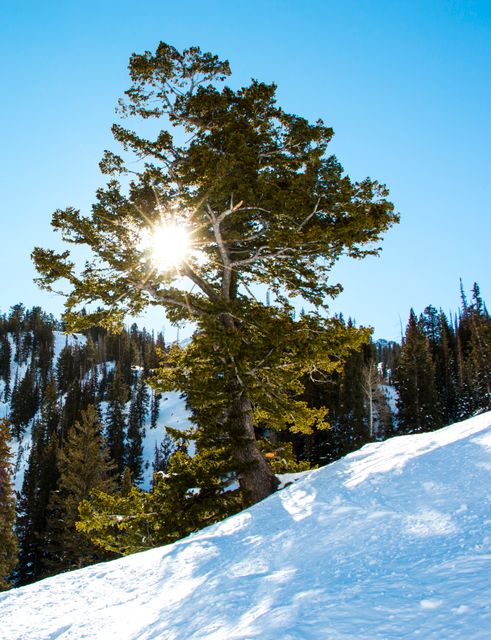 Trees winter snow mountain - Download Free Stock Photos Pikwizard.com