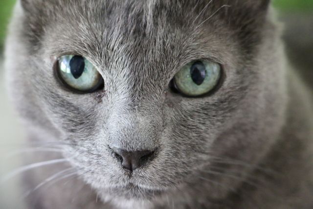 a gray cat - Download Free Stock Photos Pikwizard.com