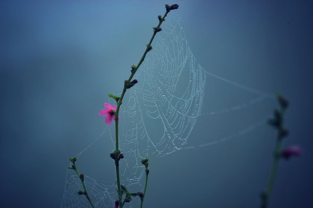 Spider Web on Pink Multi Petaled Flower - Download Free Stock Photos Pikwizard.com