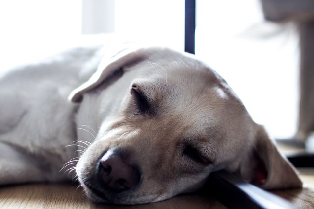 Sleeping Dog - Download Free Stock Photos Pikwizard.com