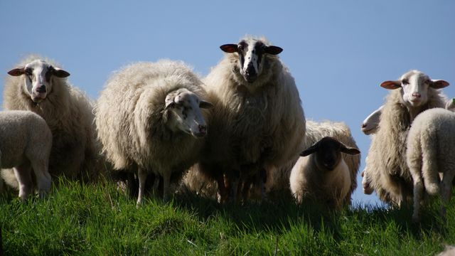 Sheep Ram Bovid - Download Free Stock Photos Pikwizard.com