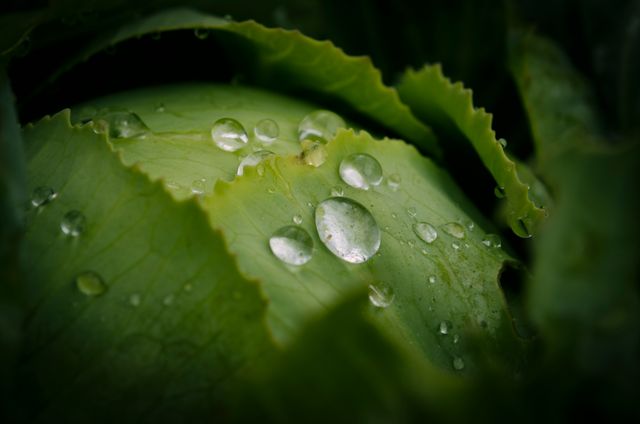 Close-up of Water Drops on Leaf - Download Free Stock Photos Pikwizard.com