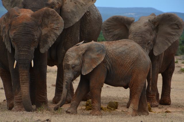 Africa african bush elephant baby elephant big five - Download Free Stock Photos Pikwizard.com