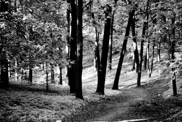 a path in the woods - Download Free Stock Photos Pikwizard.com