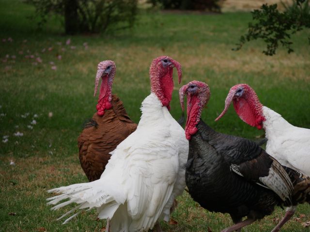 Animal photography birds meleagris turkeys - Download Free Stock Photos Pikwizard.com
