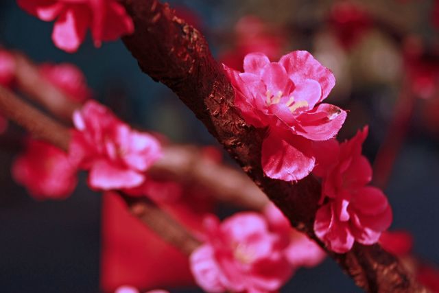 Cherry Blossoms Photos, Download The BEST Free Cherry Blossoms