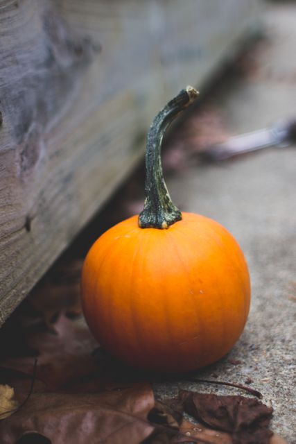 a pumpkin sitting on the ground - Download Free Stock Photos Pikwizard.com
