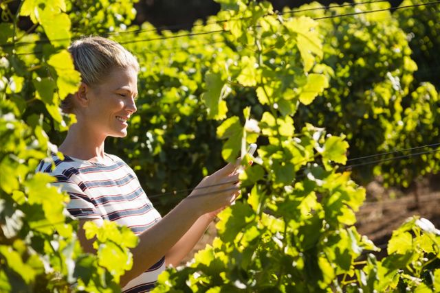 Female vintner using mobile phone in vineyard - Download Free Stock Photos Pikwizard.com