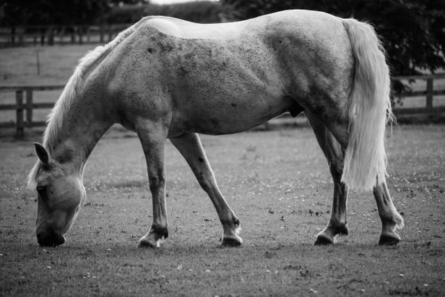 Horse Thoroughbred Animal - Download Free Stock Photos Pikwizard.com