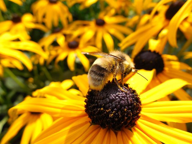 Animal beautiful bee bloom - Download Free Stock Photos Pikwizard.com