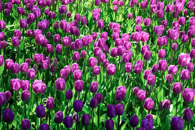 Purple Tulip Flower Field - Download Free Stock Photos Pikwizard.com