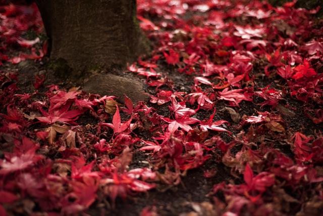Maple tree leaves fallen on ground - Download Free Stock Photos Pikwizard.com