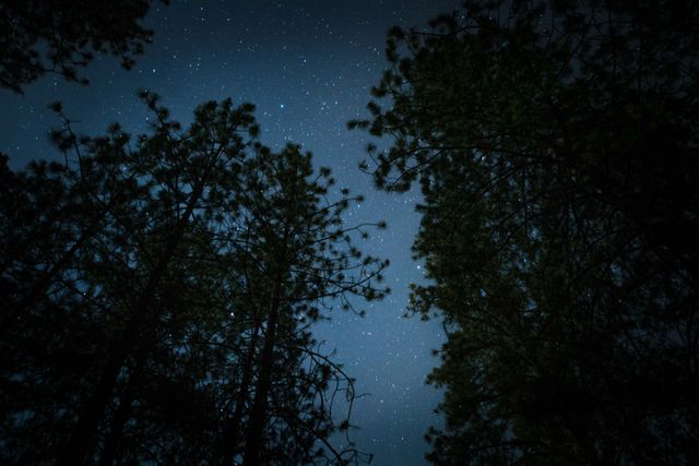Low Angle Photo of Stars at Night Covered by Tree Leafs - Download Free Stock Photos Pikwizard.com