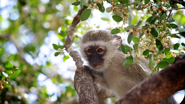 Monkey Guenon Primate - Download Free Stock Photos Pikwizard.com