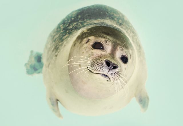 Seal Underwater - Download Free Stock Photos Pikwizard.com