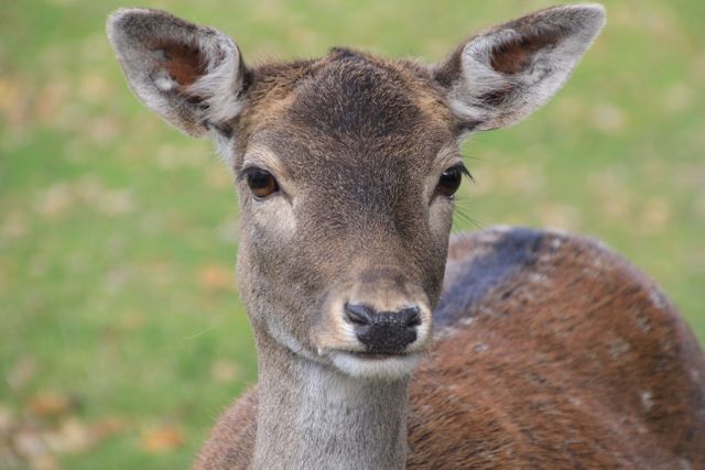Animal deer roe deer wildlife - Download Free Stock Photos Pikwizard.com