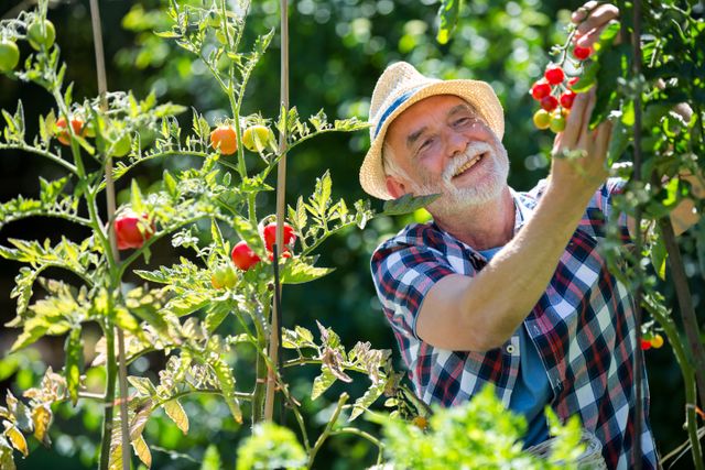 Senior man holding cherry tomato in the garden - Download Free Stock Photos Pikwizard.com