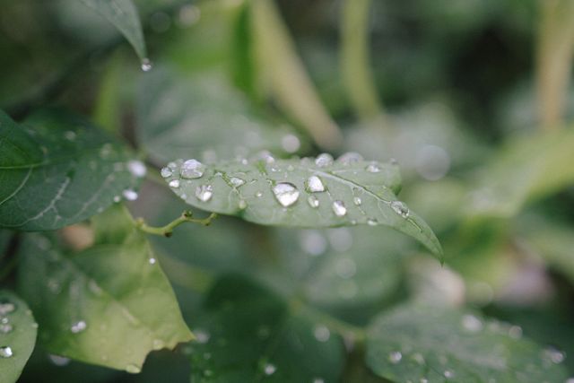 Rain Drops Green Leaf Free Photo - Download Free Stock Photos Pikwizard.com