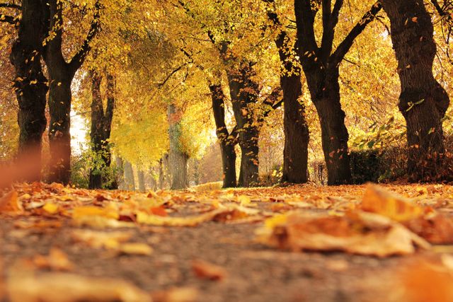 Alley autumn autumn colours autumn leaves - Download Free Stock Photos Pikwizard.com