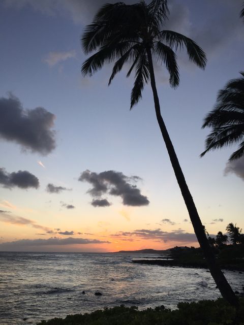 Coconut Palm Tree Near Ocean during Sunrise - Download Free Stock Photos Pikwizard.com